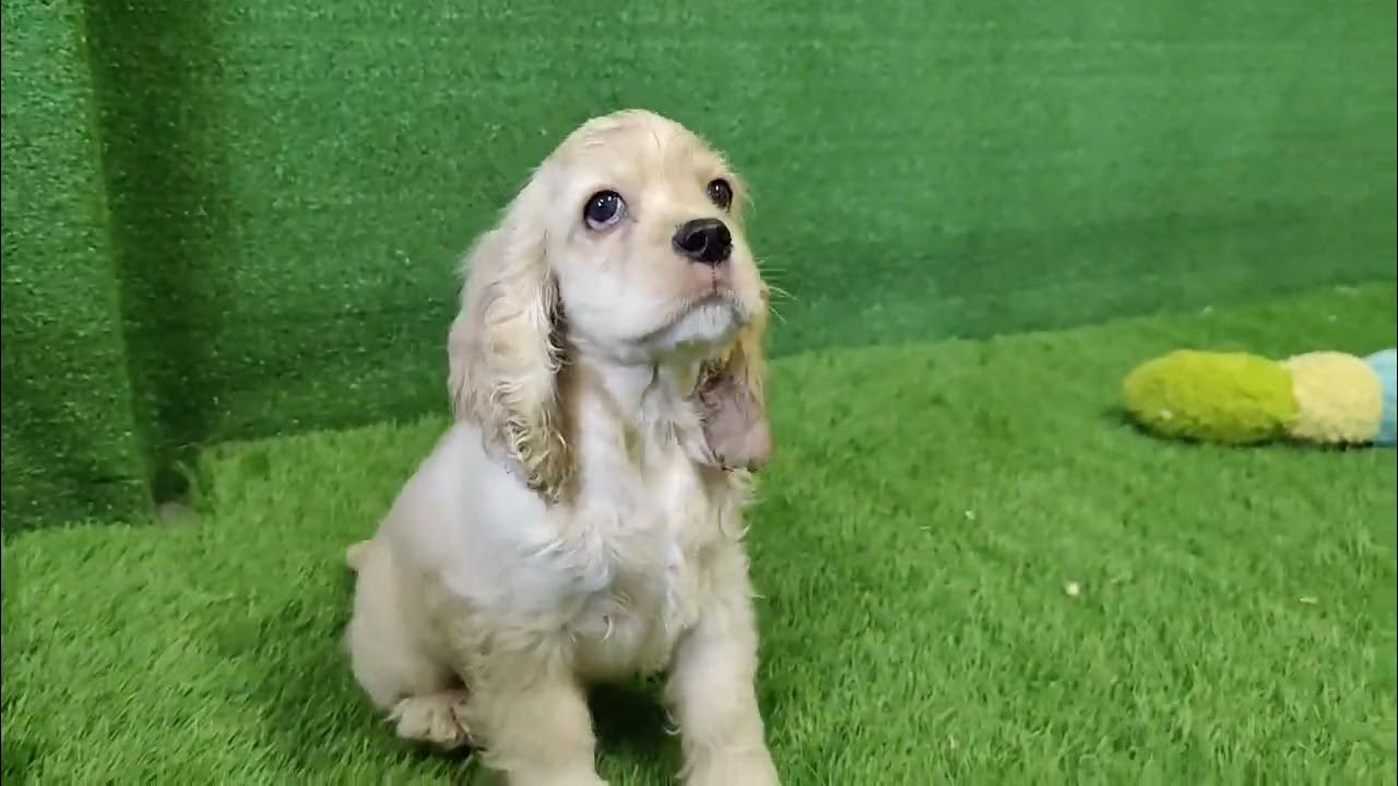 🐶 Amerikaanse cocker spaniel 🐶 reu 🐶 PUP ID 010589313 🐶 YouTube