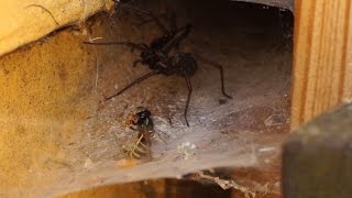 Big house spider attacking wasp