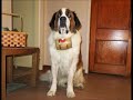 One of the biggest St. Bernard's I have ever seen