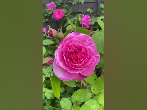 David Austin roses and New Dannahue unboxing - YouTube