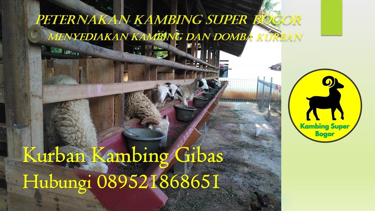 Kurban Kambing Gibas 