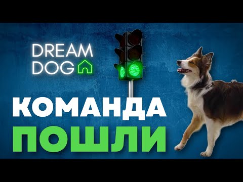Команда Пошли 🐶 Как отучить собаку сопротивляться на поводке 🐕 Научить щенка ходить за хозяином 🐩