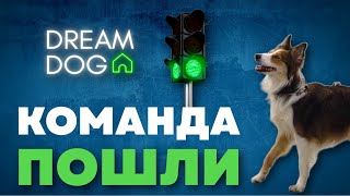 Команда Пошли 🐶 Как отучить собаку сопротивляться на поводке 🐕 Научить щенка ходить за хозяином 🐩