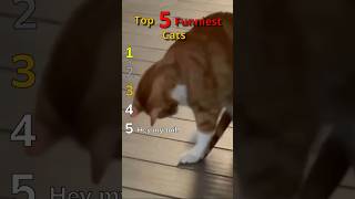 Top 5 Funniest Cats #cat #fail