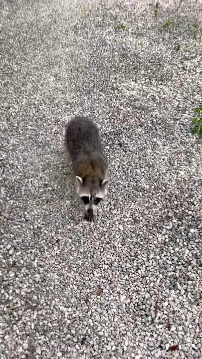 Follow me to my babies! #backyardwildlife #cute #shorts