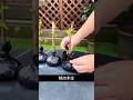 桃の木をこうやって増やす｜挿し木で簡単に増やす方法