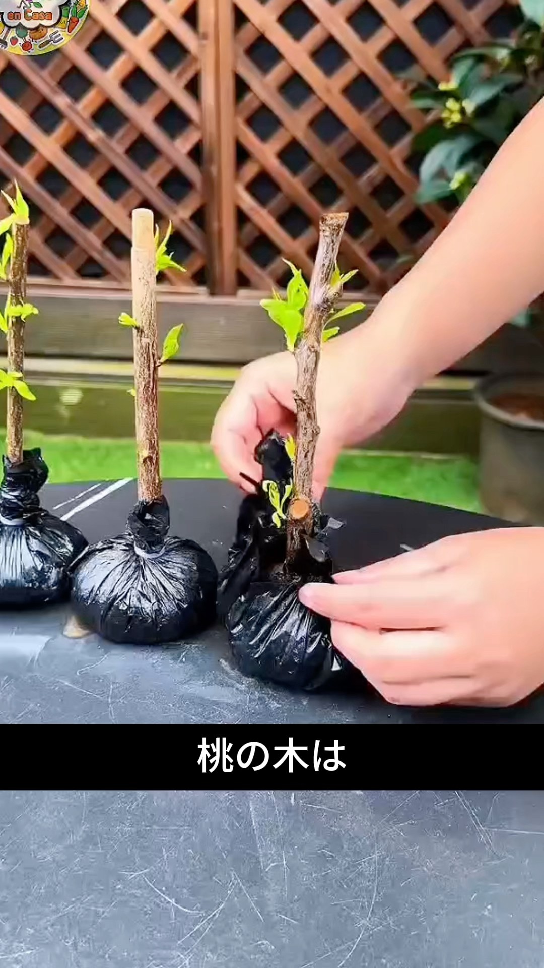 桃の木をこうやって増やす｜挿し木で簡単に増やす方法 - YouTube