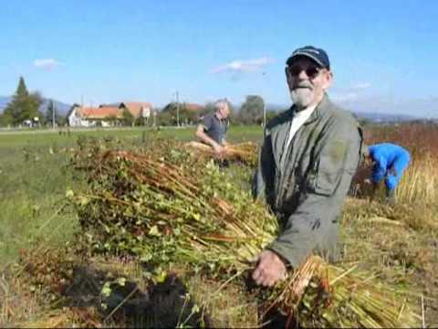 Video: Jajčne Lupine, čebulne Lupine, Pijan čaj In Kava Delujejo Za žetev