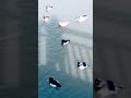 duck in the pond / 池の鴨