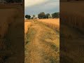 #sapne sach ho gaye gehu ke hare bhare🌾🌝 khet me khushiyo ki phasal #prakritik#khushi# gehu ke khet