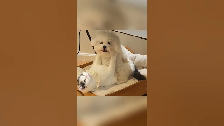 Video 9890561: cat fight angry, cats fighting hilarious, cat fight funny, food fight