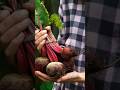 Beetroot benefit #beetroot #shortsfeed #ytshorts #shorts #youtubeshorts #viral #trending #facts #yt
