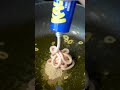 IKEA（イケア）のたらこチューブで絶品たらこパスタ