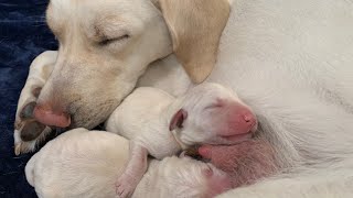 Labrador Puppies 24 hours old LIVE STREAM Puppy Cam 25MayPM