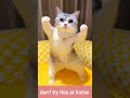 Cute cat dance  cute cat  funny cat cute shortssonyakisa8