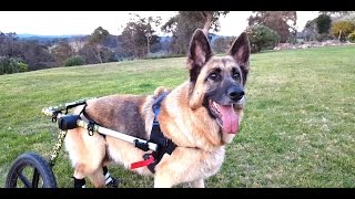 Mya Sweetie Wheelie Adventures  German Shepherd with Degenerative Myelopathy using Walkin' Wheels