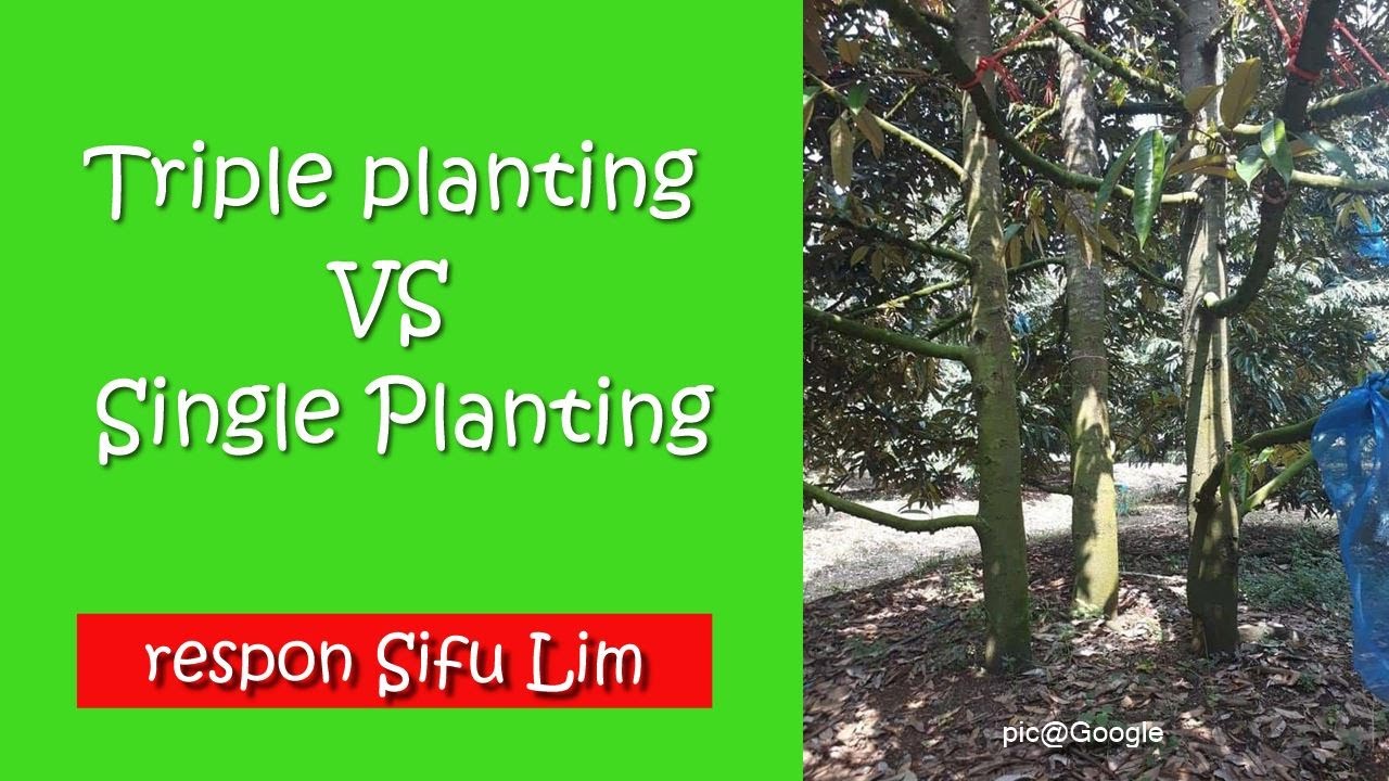 Teknik 'triple planting' pokok durian pulangan berganda?? - respon Sifu Lim