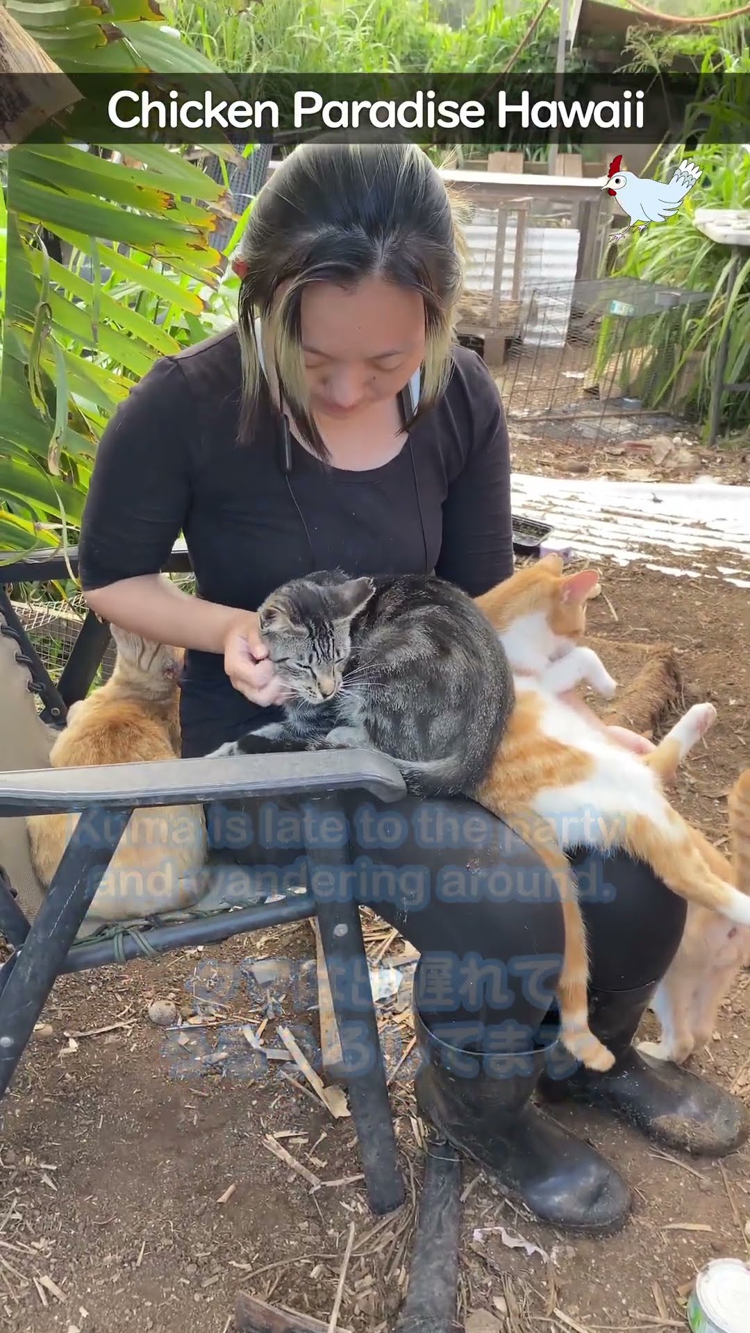 Covered in cats