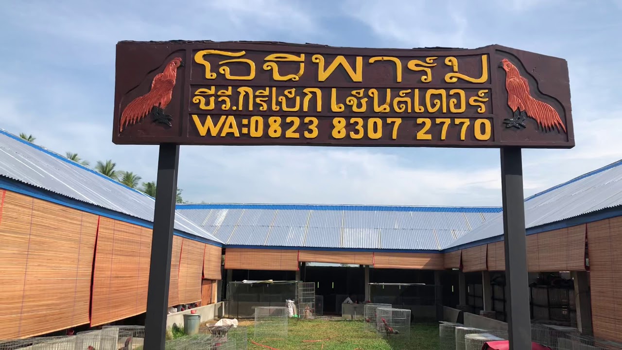 Farm terbesar di ACEH jony farm - YouTube