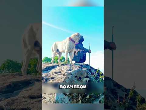 ДАГЕСТАНСКИЕ волчебои ЗАЩИТИЛИ ягнят👏🐺🐶