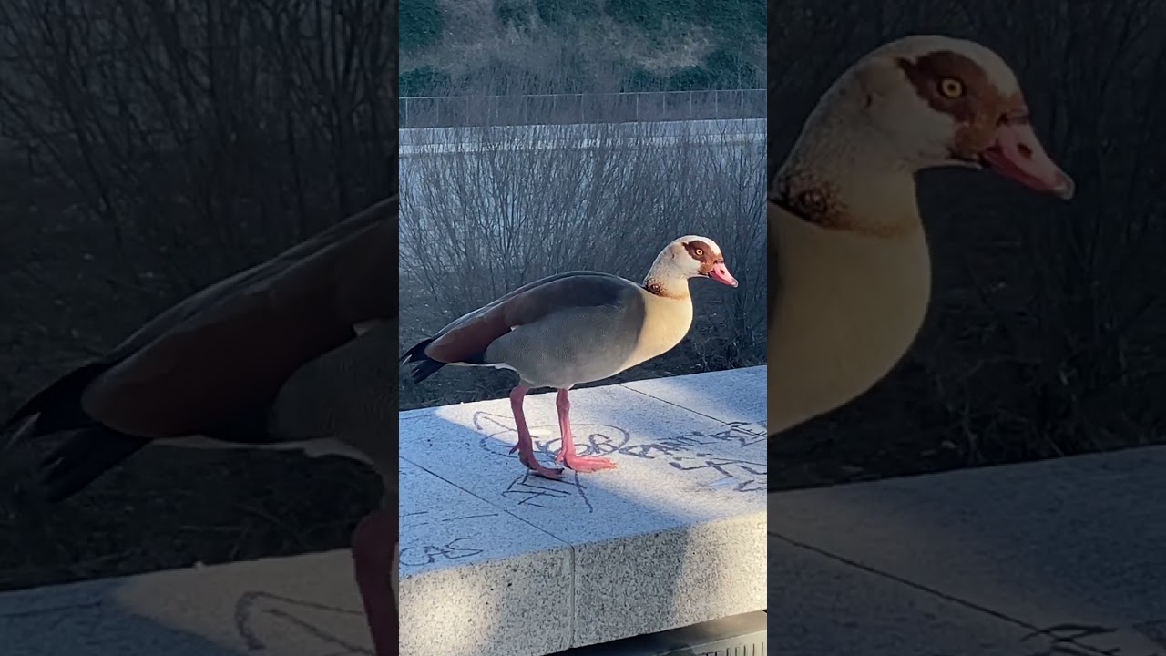 Ganso del Nilo Нильский гусь (Египетский гусь)