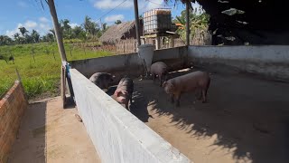 DESAFIOS NA ESTRADA COM ENTREGAS DE SUINOS NOS ESTADOS DO PIAUÍ E MARANHÃO #SNL 