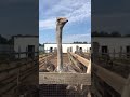 Подмосковье, страусиная ферма