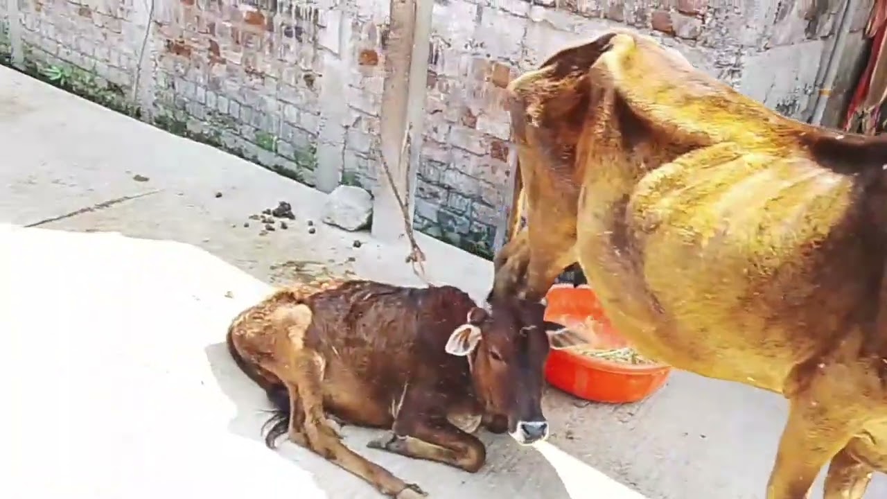 Day 85 to Bilthari Ram Mandir 