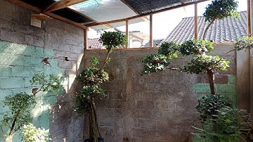 Local turtle doves are peaceful and comfortable in the mini aviary