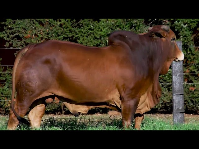 LOTE 49