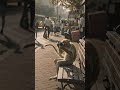 Monkey enjoying with camara #mumbai #delhi #maharashtra #monkey
