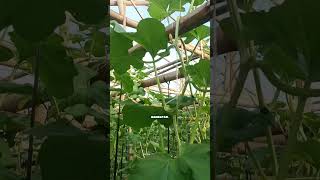 Rambatan melon diselipin saja #petanimelon #petanicabai #petanibawangmerah #greenhouse #berkebun