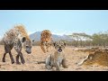 Anak Singa yang Lucu Jadi Sasaran Hyena, Macan Tutul dan Buaya