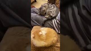 Best Funniest Animal Videos 2022 - Cute Cats  😹 and Funny Dogs 🐶