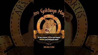 В заставке MGM настоящий лев
