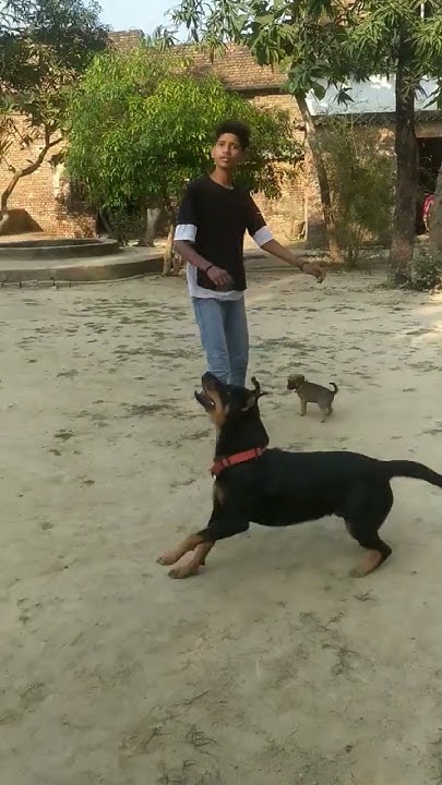 Rottweiler Dog Very Long Jump Good Catch Boll Training Video shorts rottweiler-dog-very-long-jump-good-catch-boll-training-video-shorts