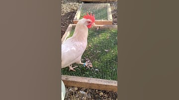 How to keep Grass in Chicken Runs