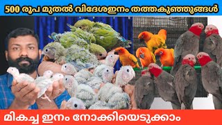 Sunconur||Galaha cockatoo||Painapple conur||Greencheeked conur||Africanlove birds||Handfeeding baby