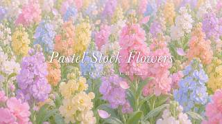 A Garden of Pastel Stock Flowers 🌸 soft waltz piano & flute for studying, reading & sleep screenshot 4