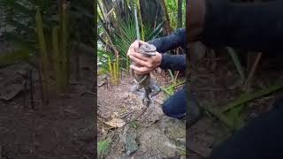 piliphines sailfin lizard ibid #Bob mixtv trap hunt