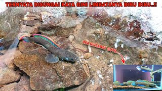 HERAN..!! Channa Limbata Disungai Ini Banyak Sekali || Mancing Ikan Channa Limbata Disungai