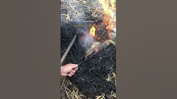 Cá nướng trui miền Tây #xhhh #cotroistory #podcast #kyuc #canuongtrui #canuong