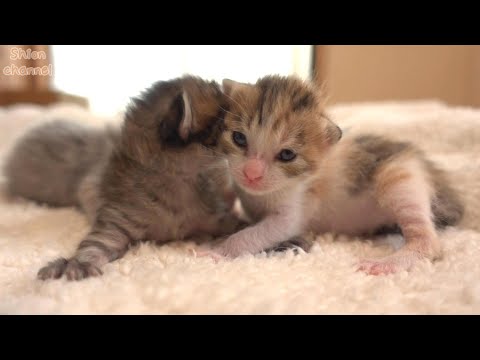 生後13日】性別判明！子猫たちの名前を決めました🌸🍡 - YouTube