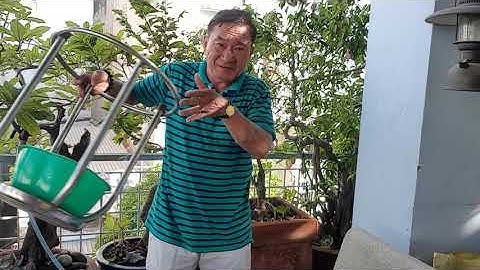 Nước mắm rươi...