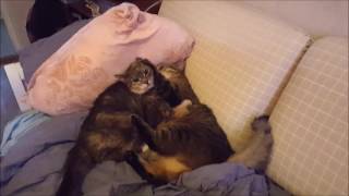 Girl Using All Her Power To Win