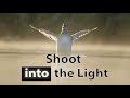 Bird Photography Lighting - Why You Should Backlight (Part 2 of 3)