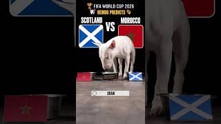 🐶 Dog Predicts Scotland vs Morocco | World Cup 2026 #Shorts