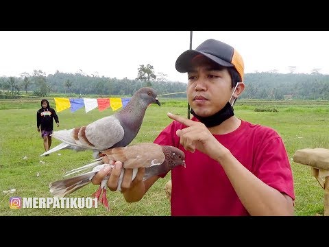 Video: Mengapa Hanya Burung Merpati Dewasa Dapat Dilihat Di Jalan?