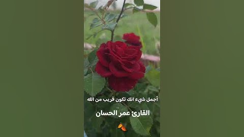 تلاوة هادئة~عمر الحسان