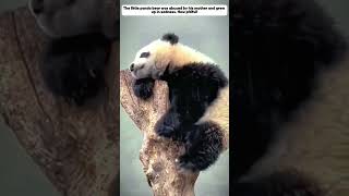 Rescue Baby Panda From Mother Abuse